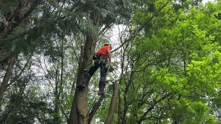 Best Utility Line Clearance  in Ocean Bluff Brant Rock, MA