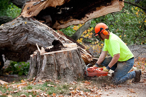 Best Tree Mulching  in Ocean Bluff Brant Rock, MA