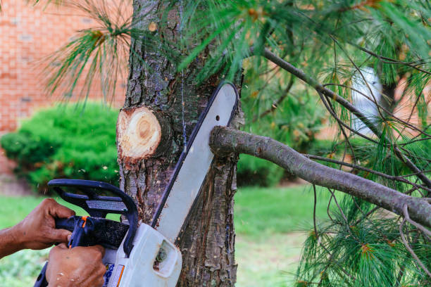 Best Tree Maintenance Programs  in Ocean Bluff Brant Rock, MA